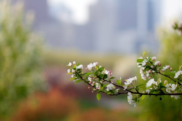 A blossoming branch of an apple tree in spring