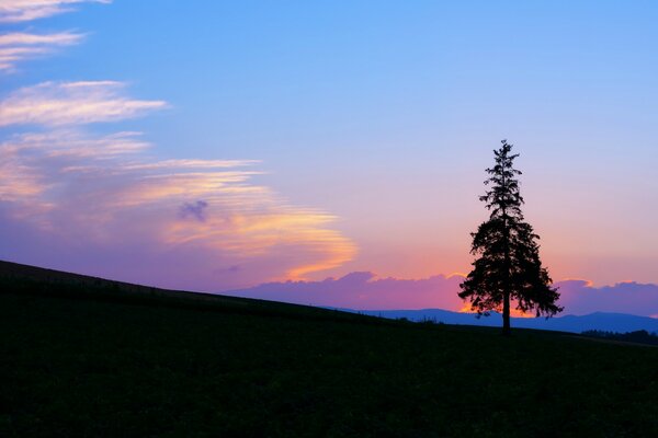 Abeto solitario en una puesta de sol azul