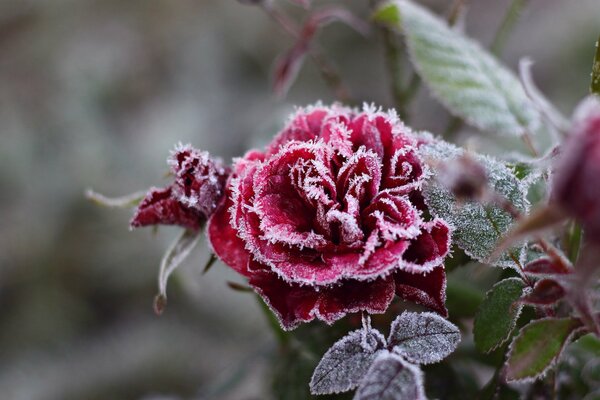 Frozen red rose with petals covered with frost crystals