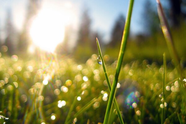 Капли росы на траве в лучах солнца