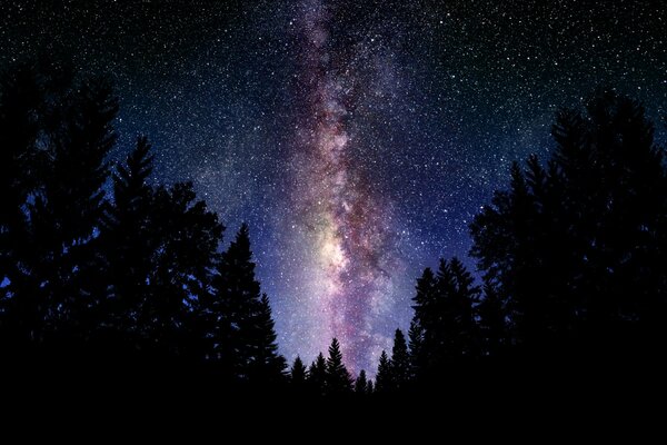 Nachts kann man die Milchstraße im Wald sehen, wenn man in den Himmel schaut