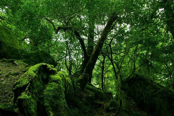 Alter Wald mit moosbedeckten Steinen