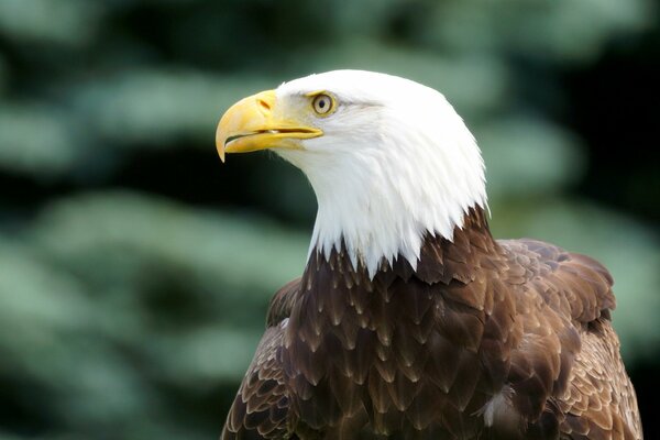 Ein Adler sitzt mit einem gelben, räuberisch gekrümmten Schnabel