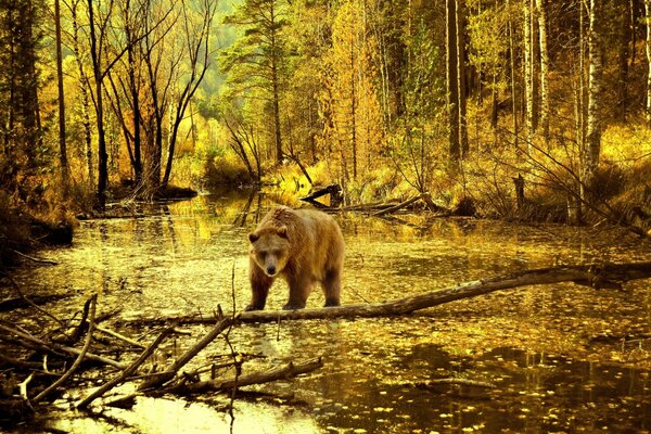 Oso Pardo en un estanque en el bosque