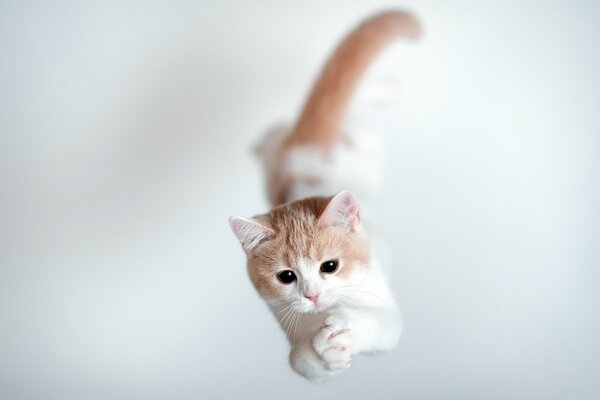 Le chat saute dans les airs et attrape