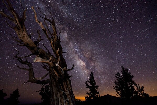 Cielo estrellado nocturno con árbol