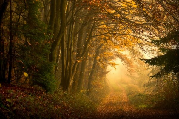 Route forestière en automne