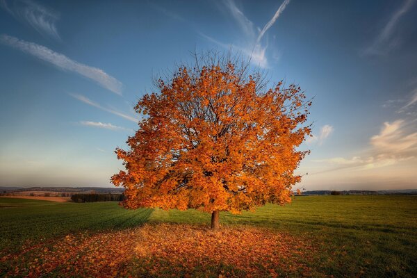 A yellow tree stands in the middle of a field