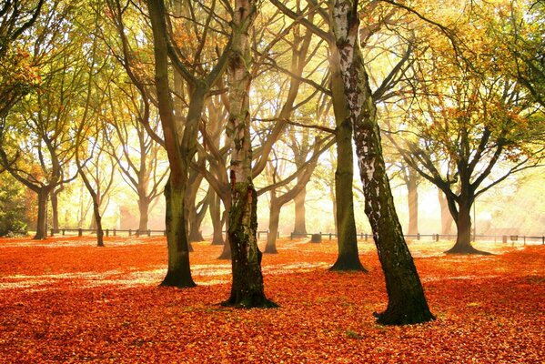 Herbstlaubfall im Park mit Birken