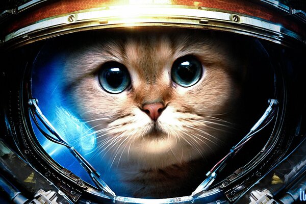 Cute blue-eyed cat in a spacesuit