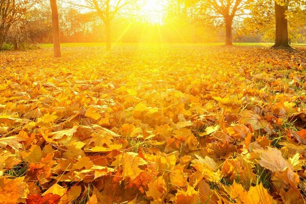 Bright sunny autumn days