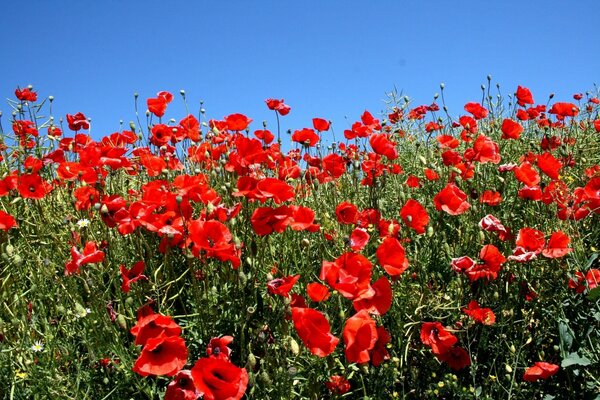 Champ de coquelicots. Ciel ensoleillé