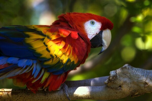 A bright parrot is sitting on a branch