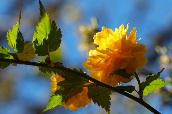 Ramo con fiori gialli-simbolo di primavera e rinnovamento