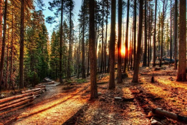 Amanecer en el bosque de pinos de California