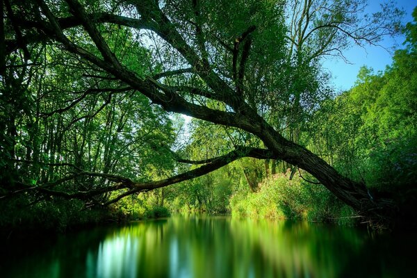 Il verde degli alberi si riflette nel fiume