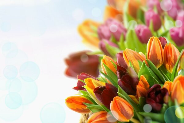 Macro shooting of multicolored tulips