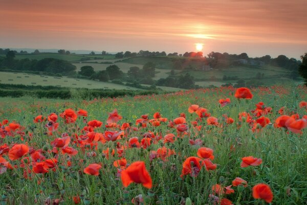 Champ avec coquelicots rouges sur fond de coucher de soleil