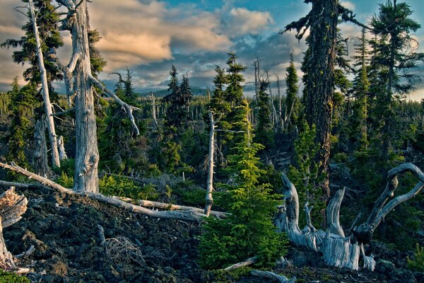 Foresta abbandonata con sentieri sconnessi