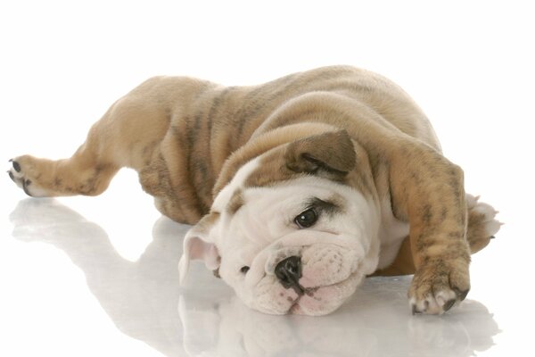 The Great Dane tumbles on a white background