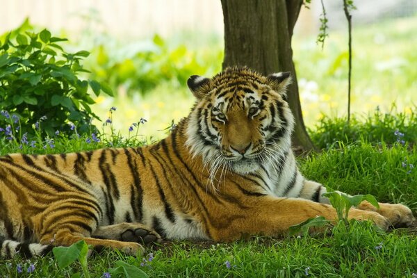 Tygrys leży na trawie pod drzewem