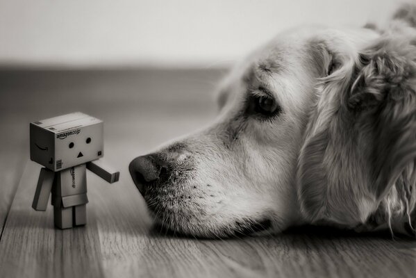 The dog is lying in front of the man from the box