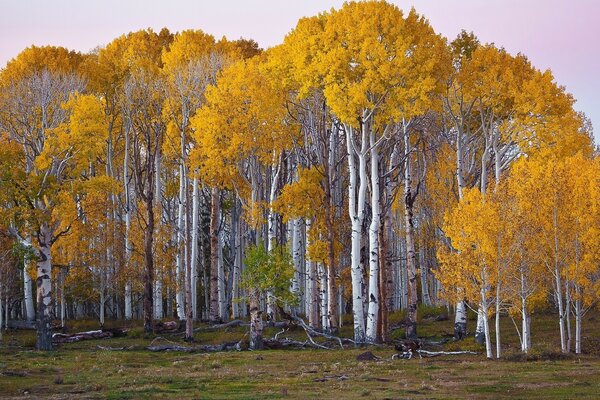 Birch grove in autumn