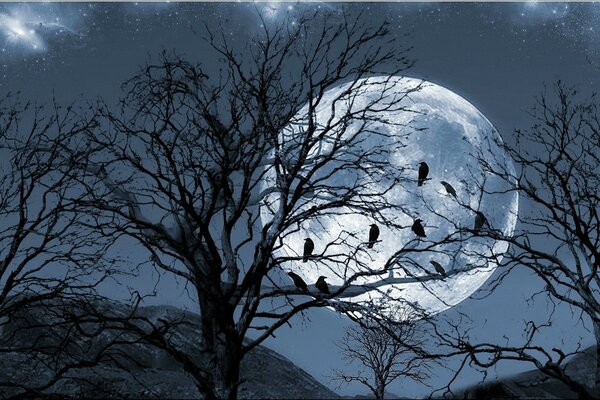 Birds in a tree see the moon
