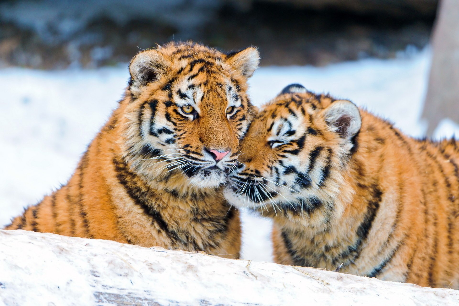 tiger the cubs pair winter snow weasel