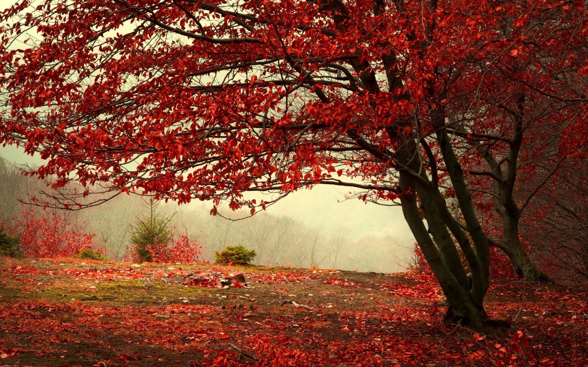 otoño niebla árboles paisaje bosque