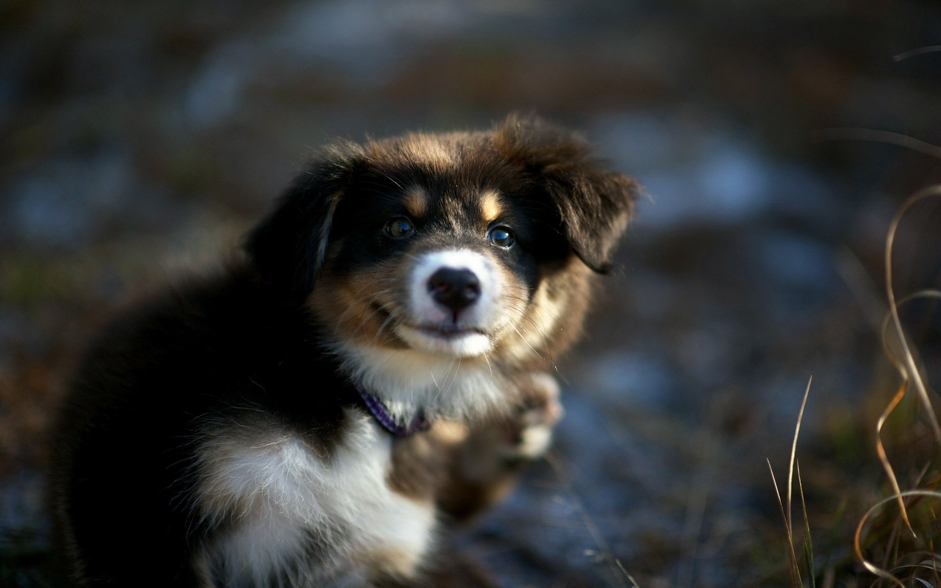 perro cachorro mirada