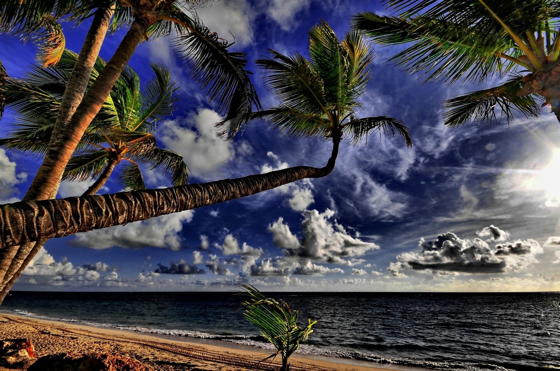 tropici oceano spiaggia palme costa