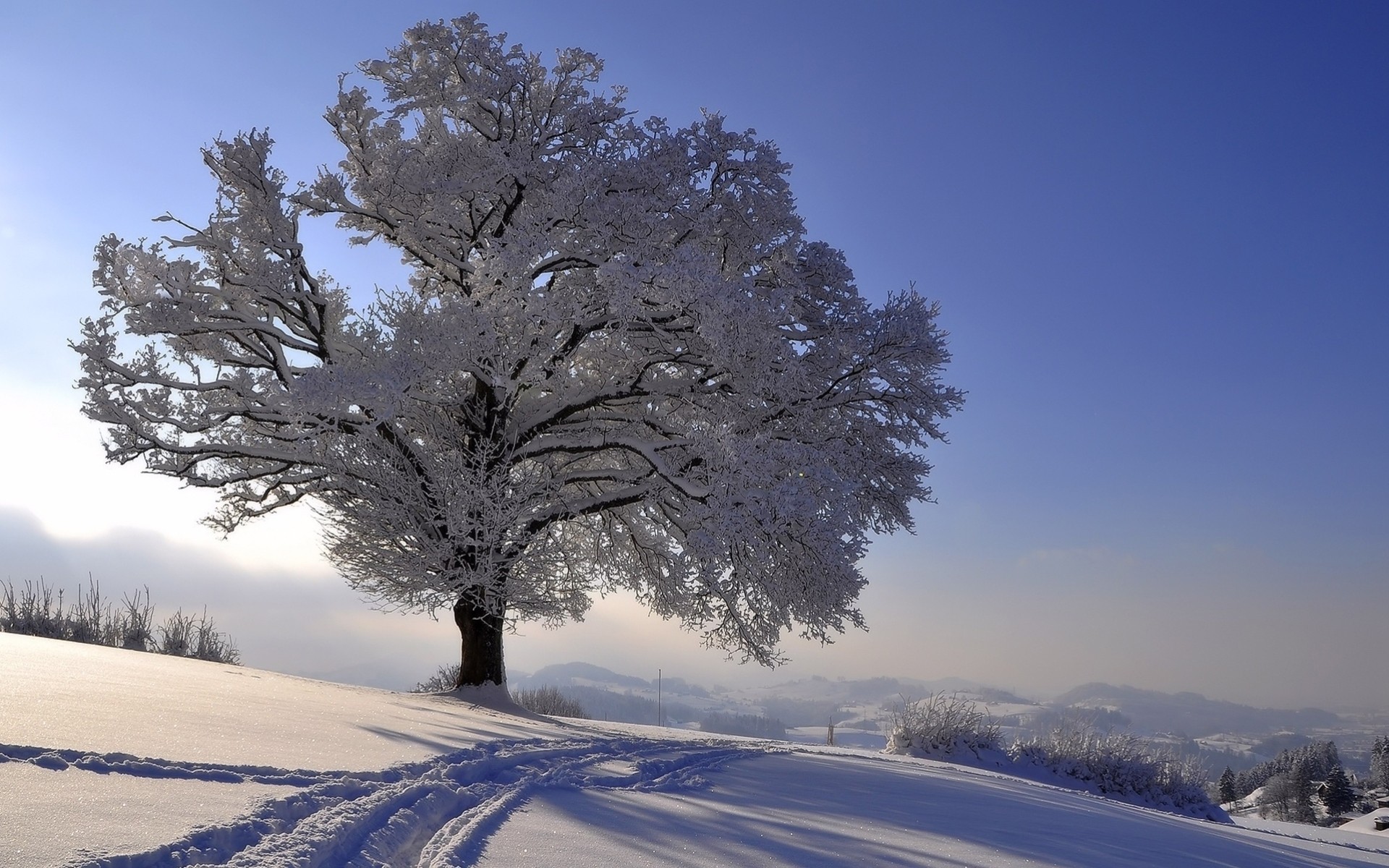 paysage arbres gel neige hiver horizon