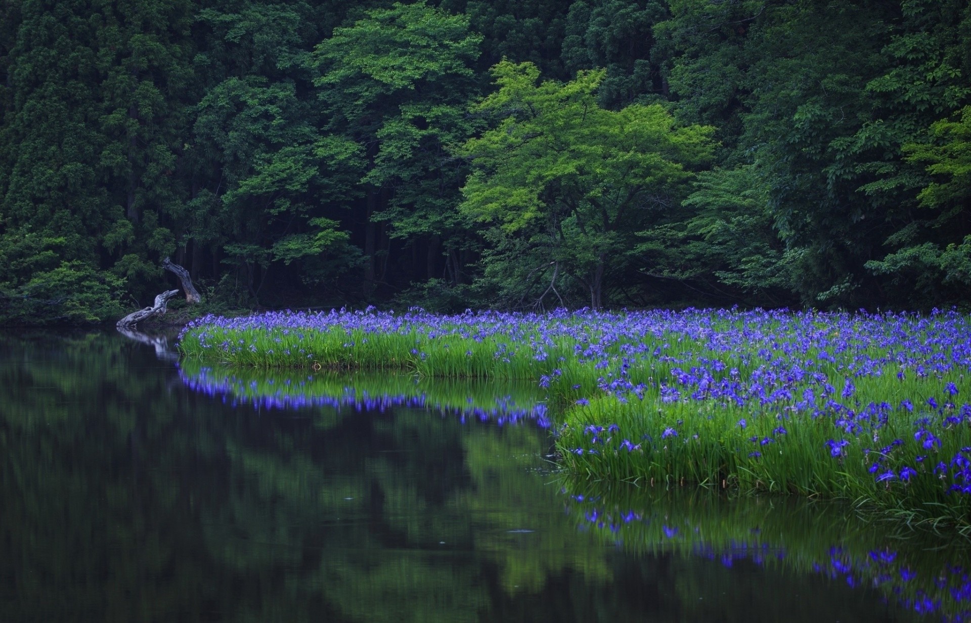 pesca fiume natura tema foresta fiori alberi