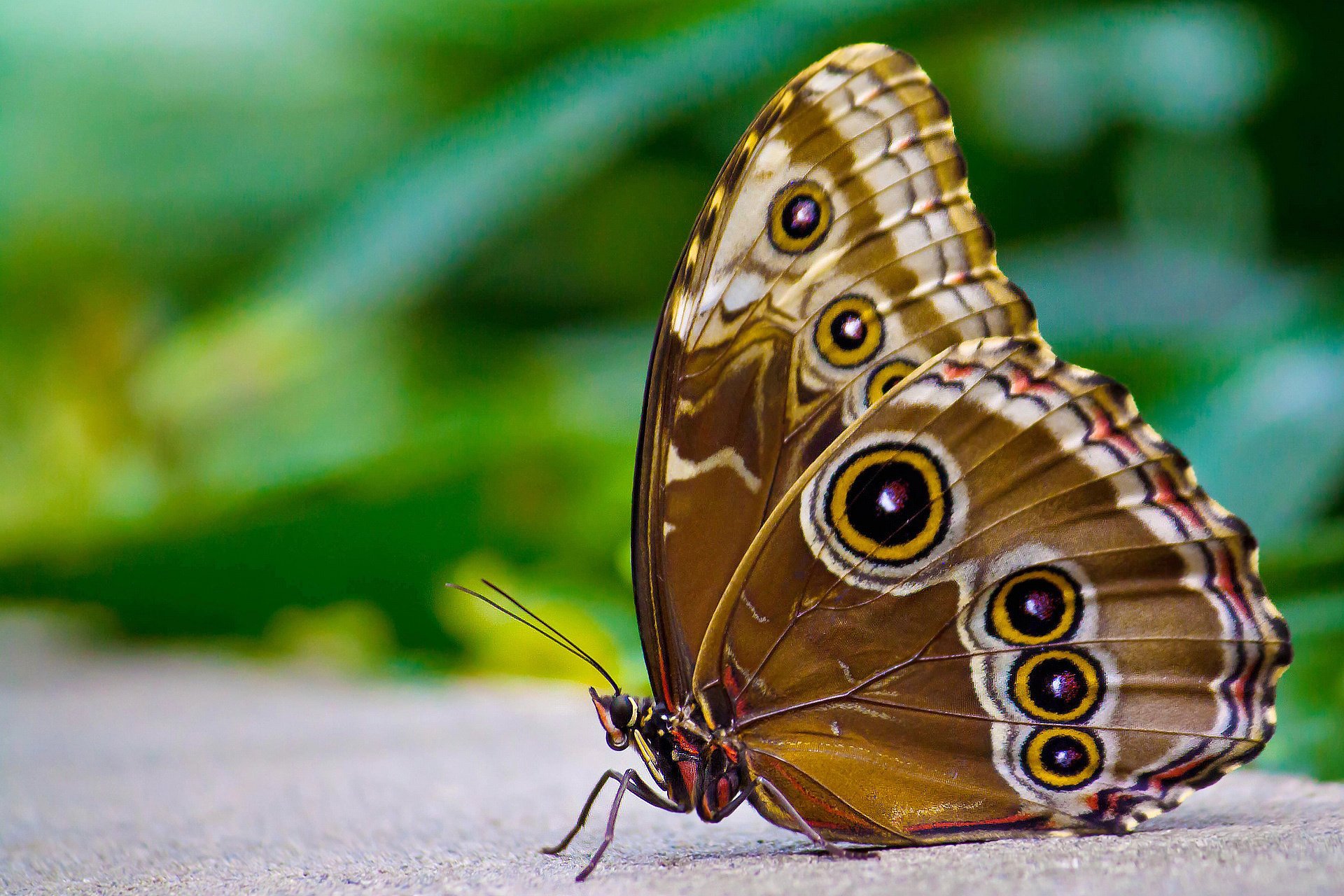 brązowy motyl siedzi morpho oczy pod