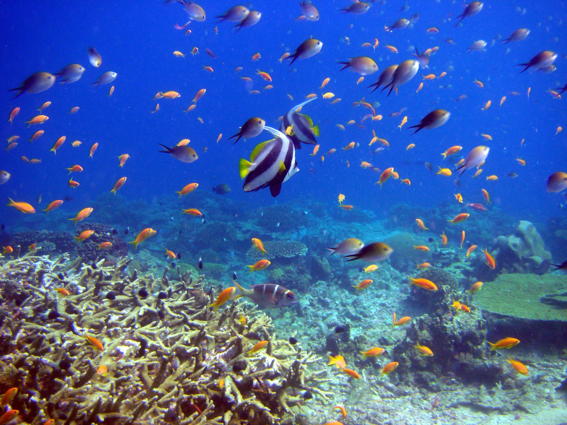 reef and fish poissons monde sous-marin coraux