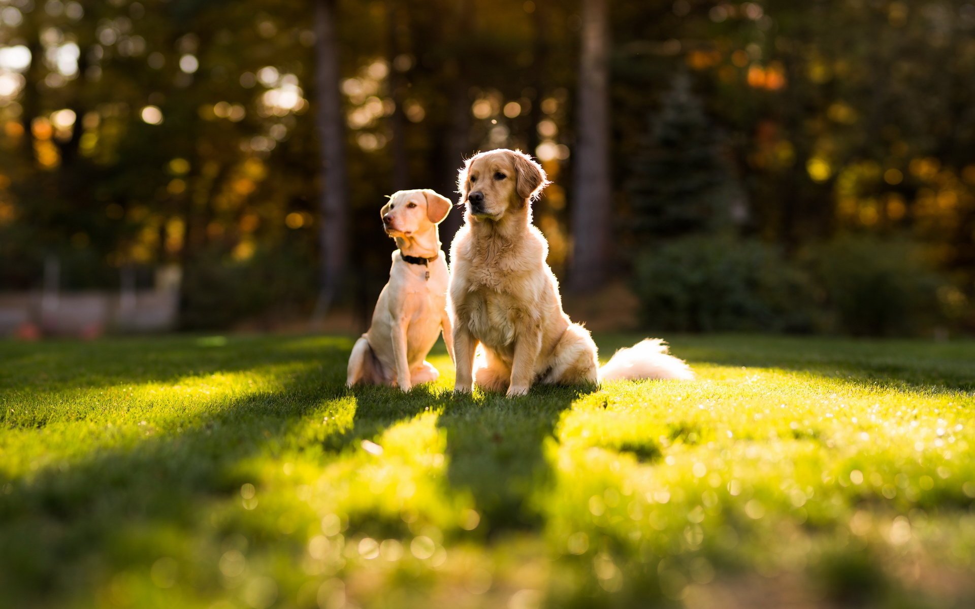 chiens couple chien été herbe