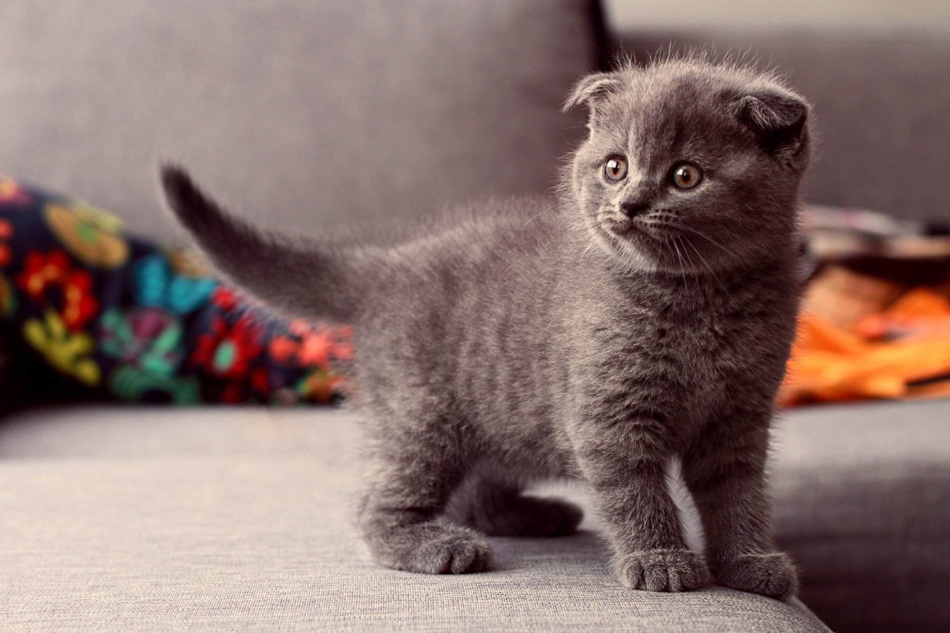 katze steht kätzchen grau blick augen