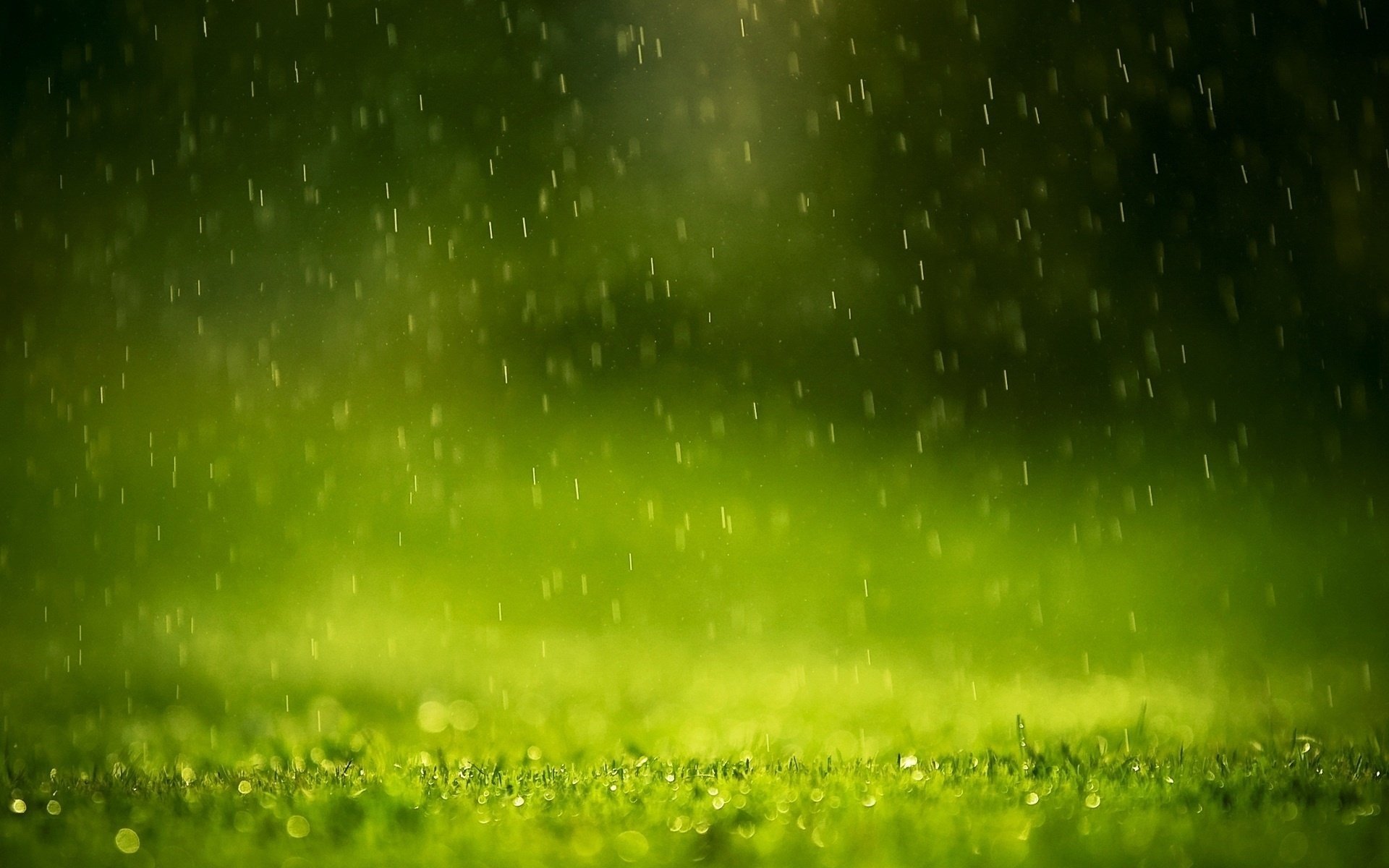 herbe gouttelettes eau pluie netteté gros plan