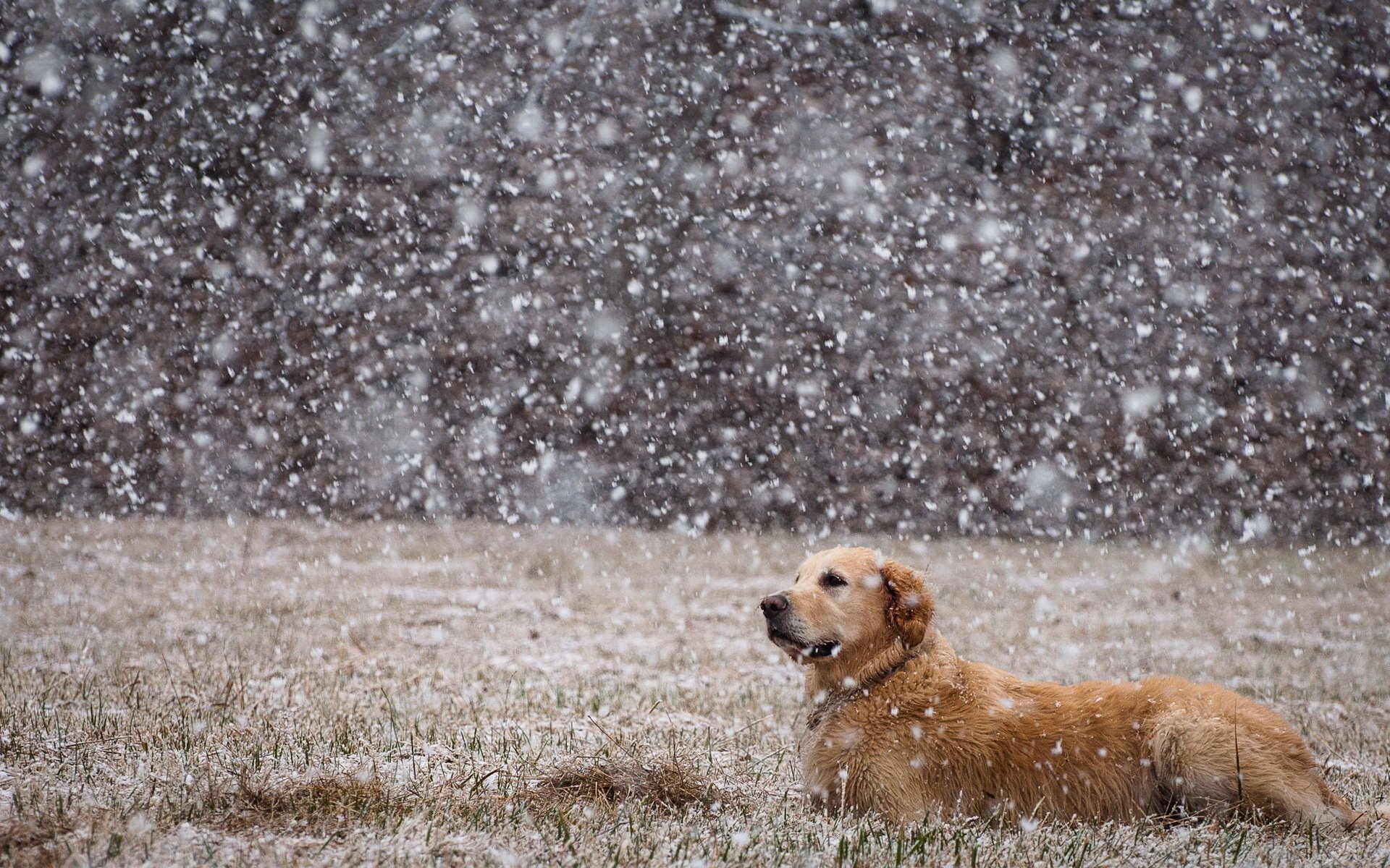 chien neige champ