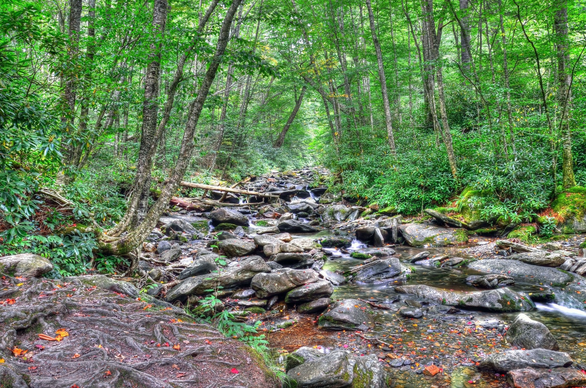 pietre paesaggio fiume natura alberi foresta