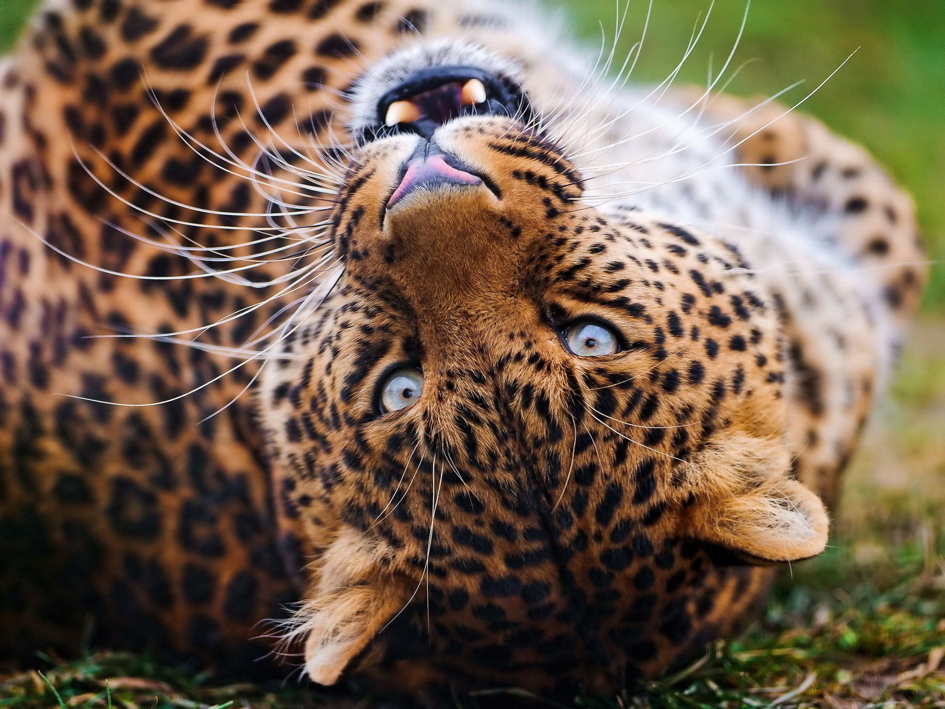 leopardo sorriso leopardo gioca muso baffi sguardo