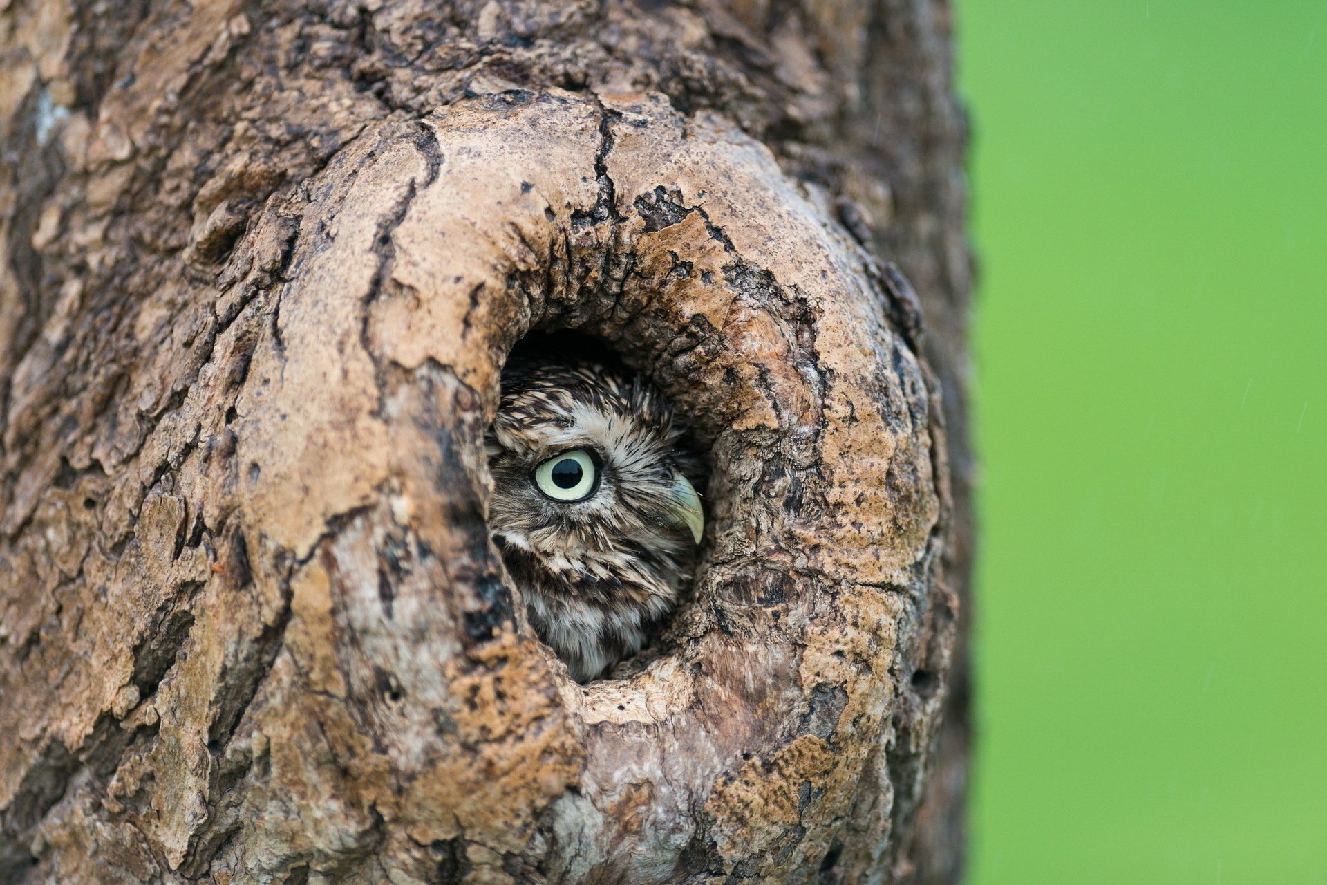 creux hibou arbre