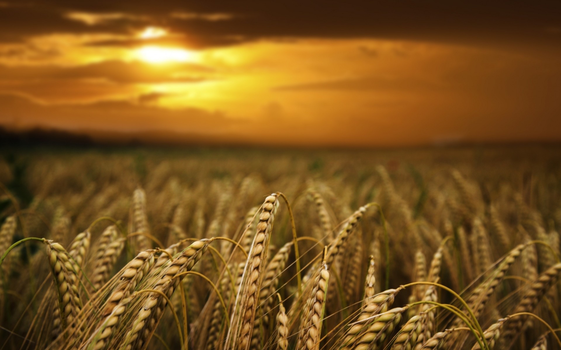 the field rye sunset