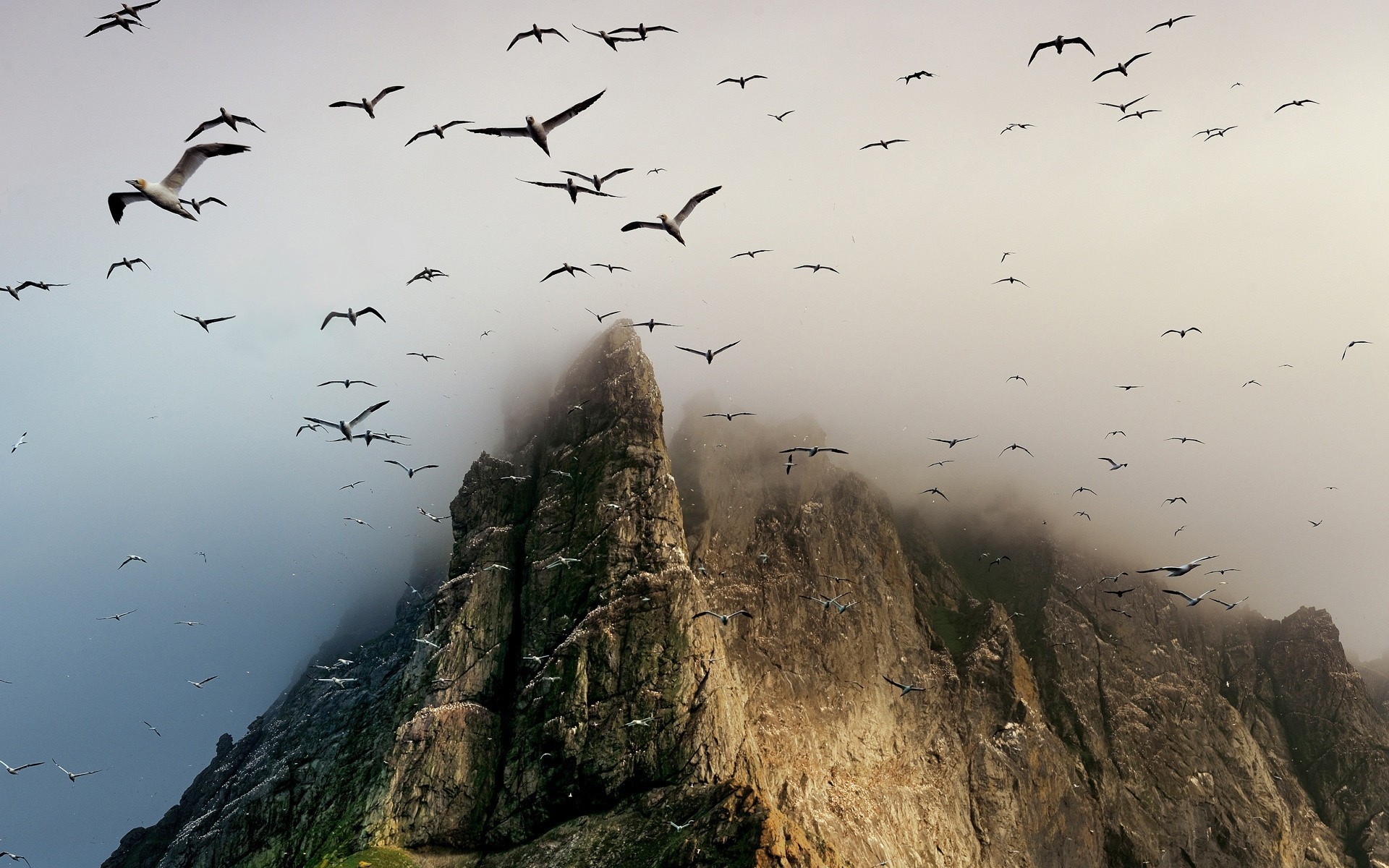 gabbiani mare nebbia rocce