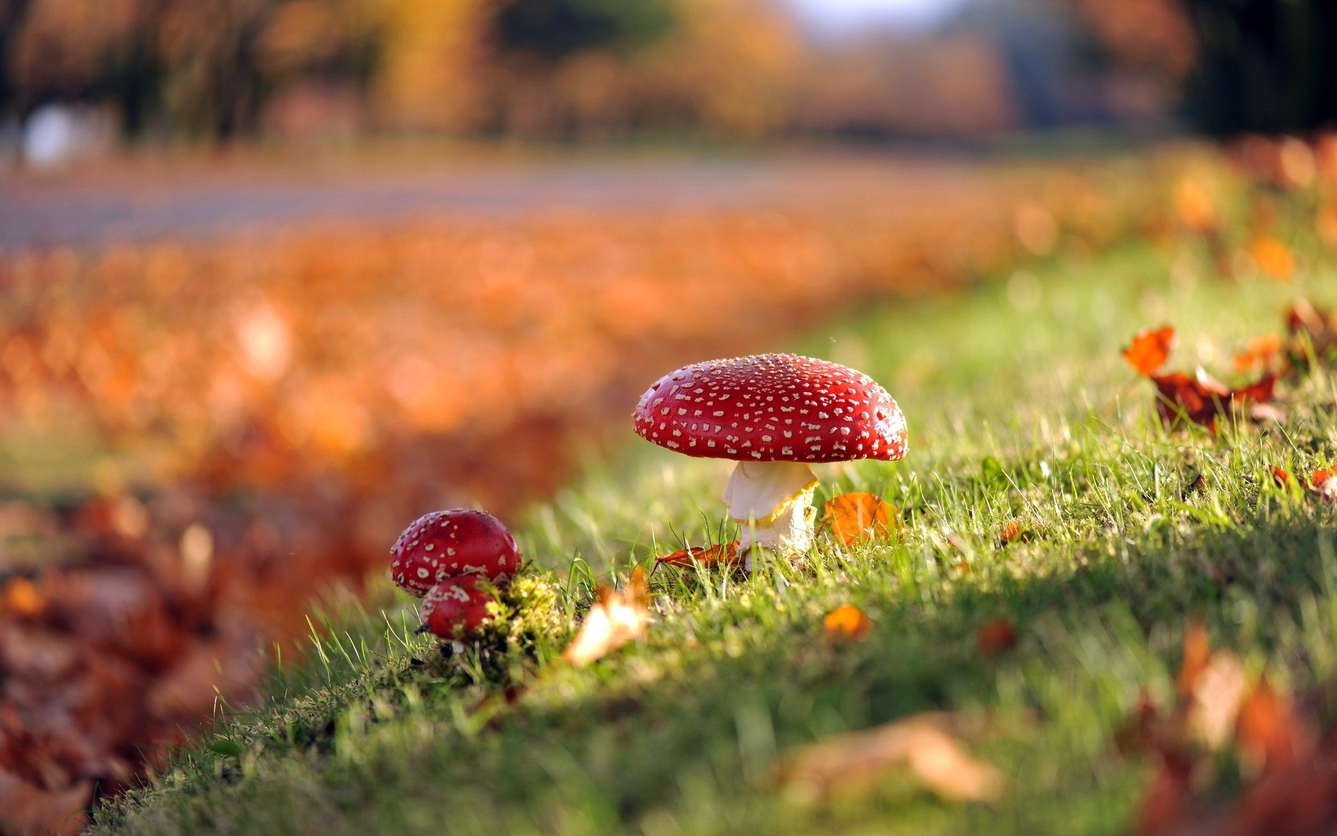 autumn mushrooms nature