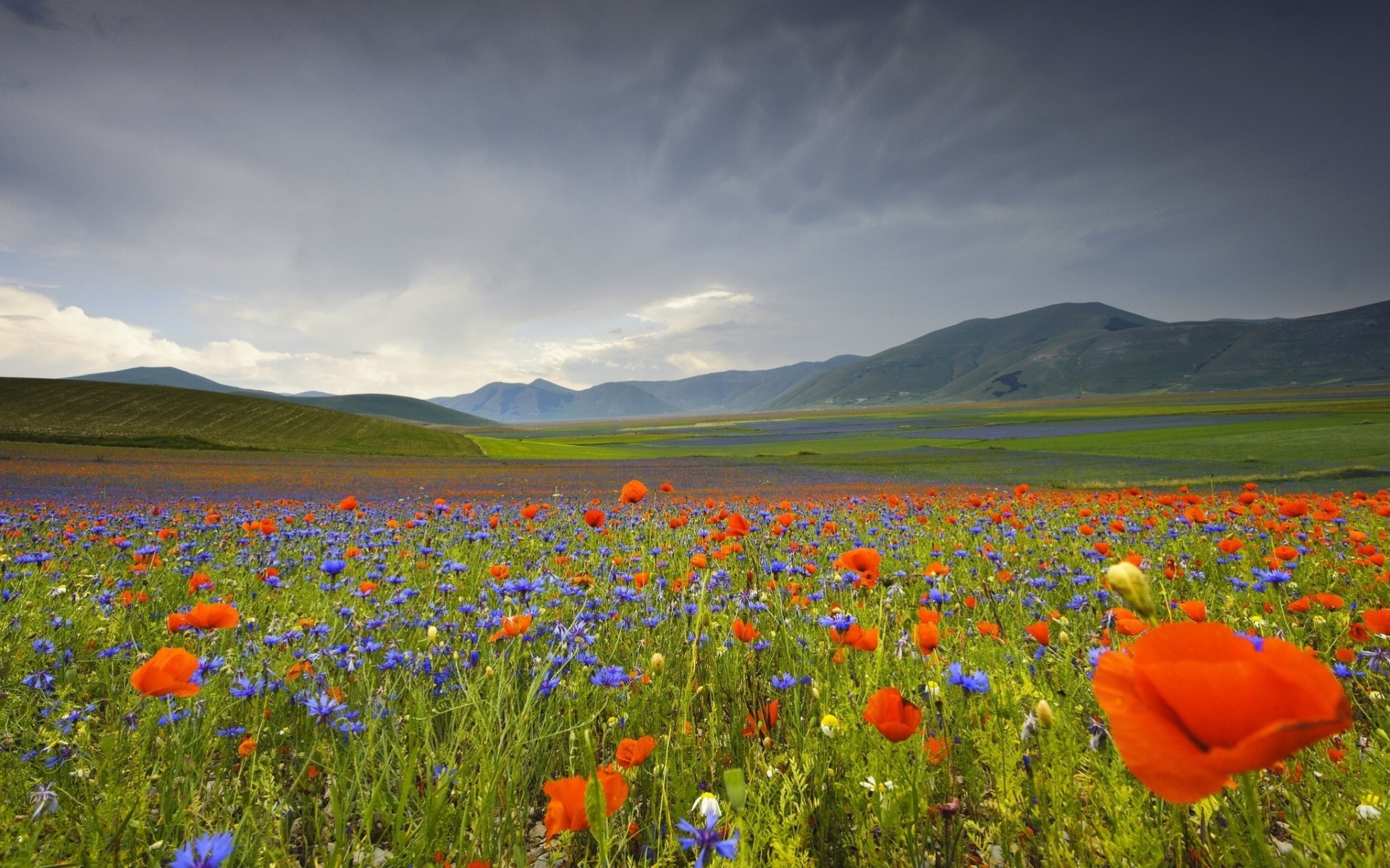 italia paisaje flores amapolas montañas acianos prado