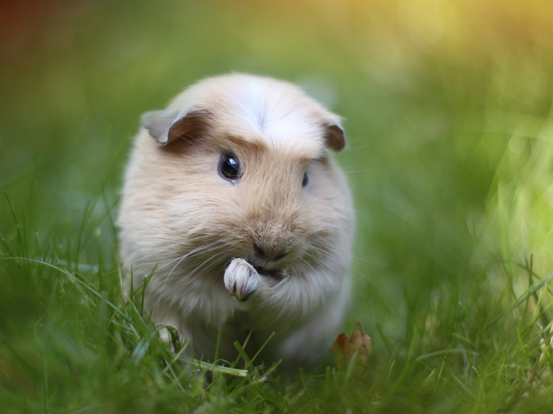 roditore cavia verde erba macro