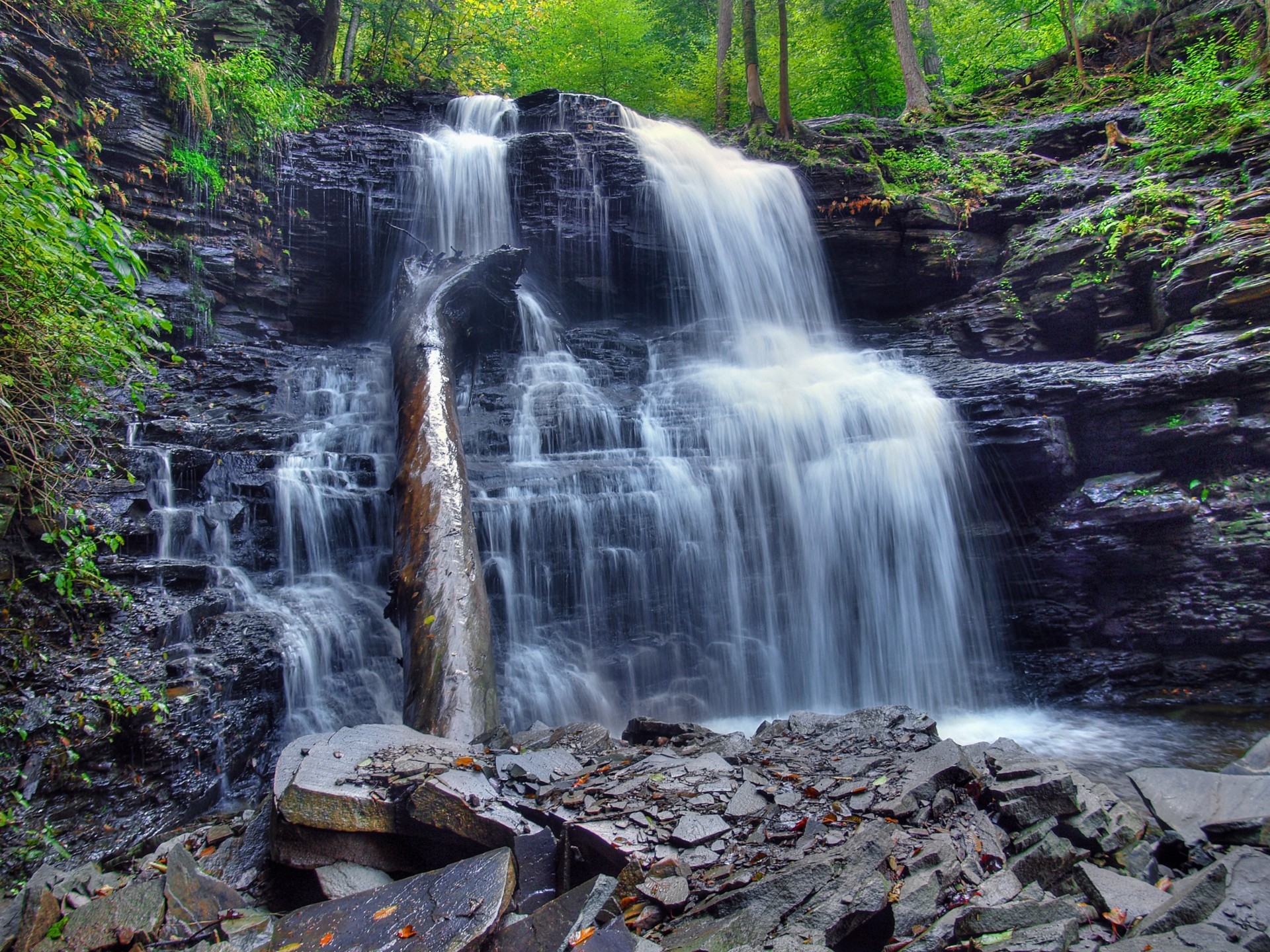 arbres nature cascade rochers cascade