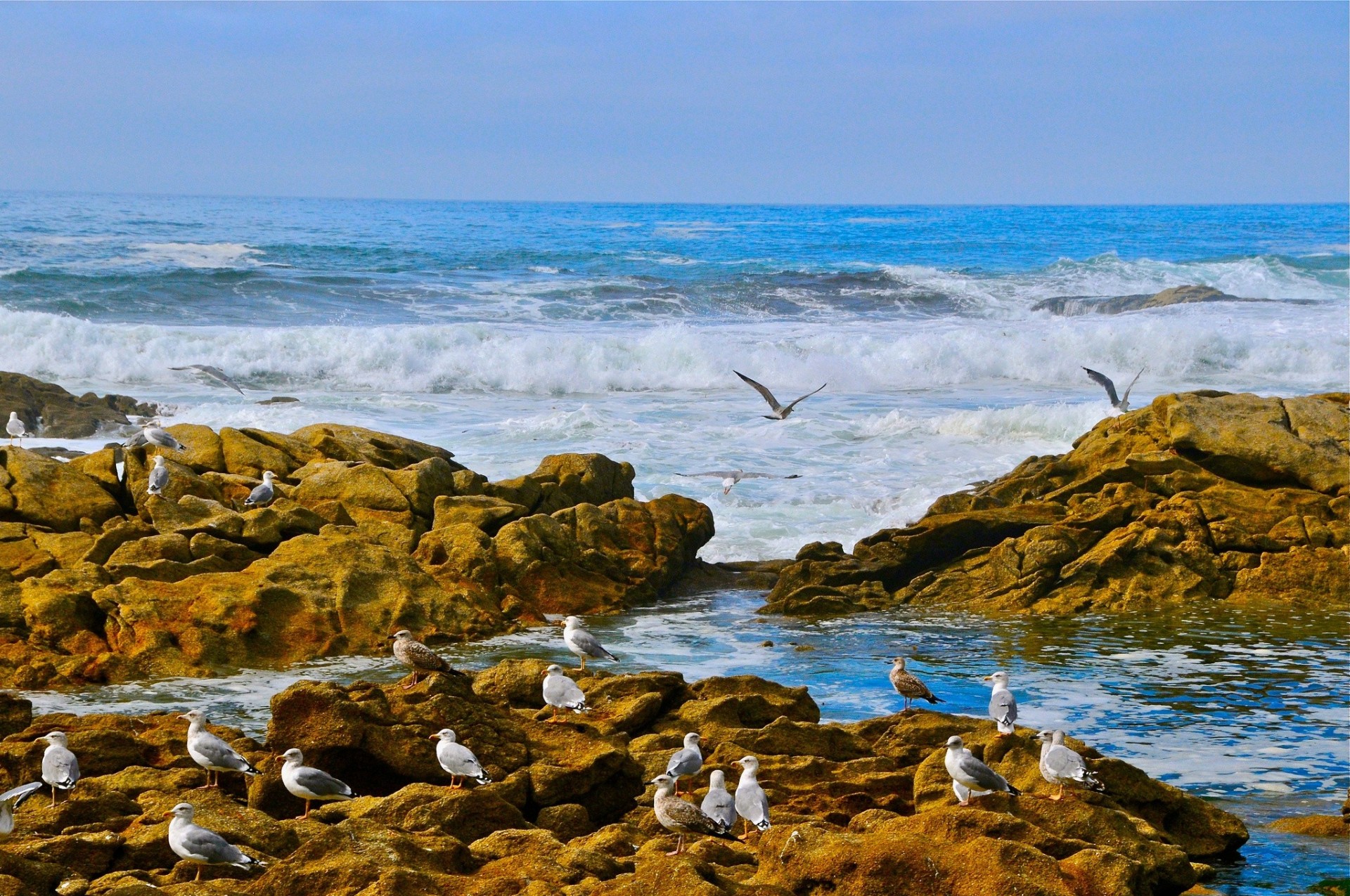 tones coast wave ocean gulls atlantic ocean bird